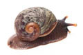 Acavus haemastoma melanotragus Induruwa, Sri Lanka juvenil, 15 mm